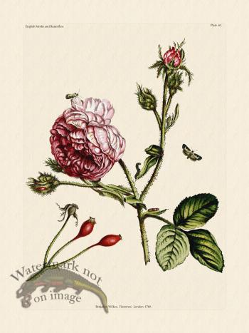 Wilkes Butterflies 061